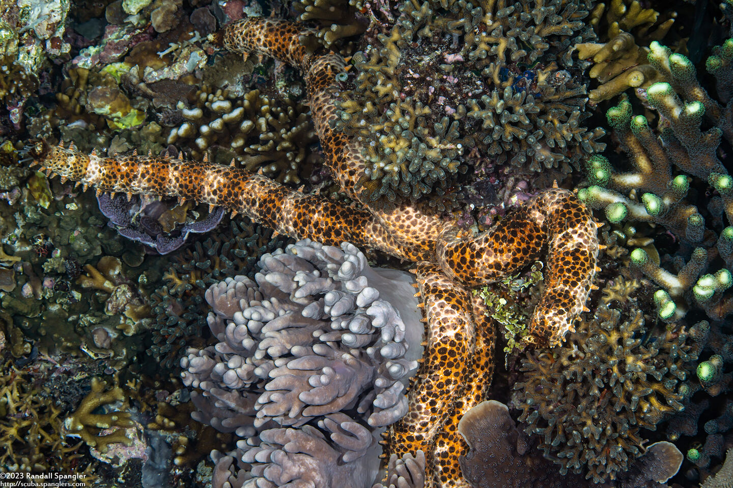 Mithrodia clavigera (Old Club Sea Star)