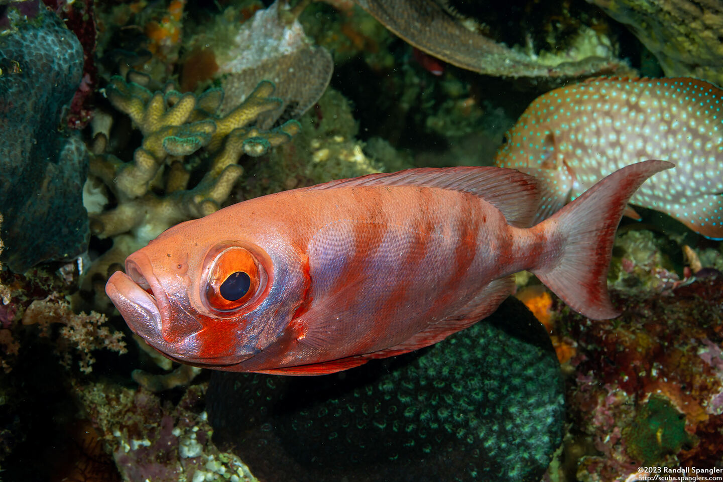 Heteropriacanthus cruentatus (Glasseye)