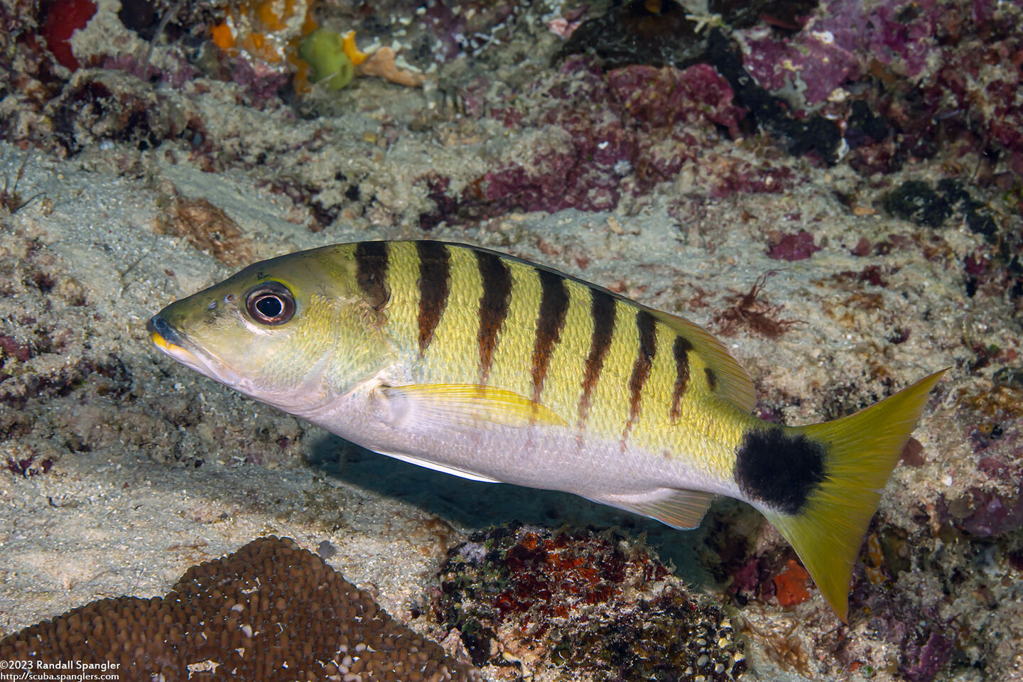 Lutjanus semicinctus (Black-Banded Snapper)