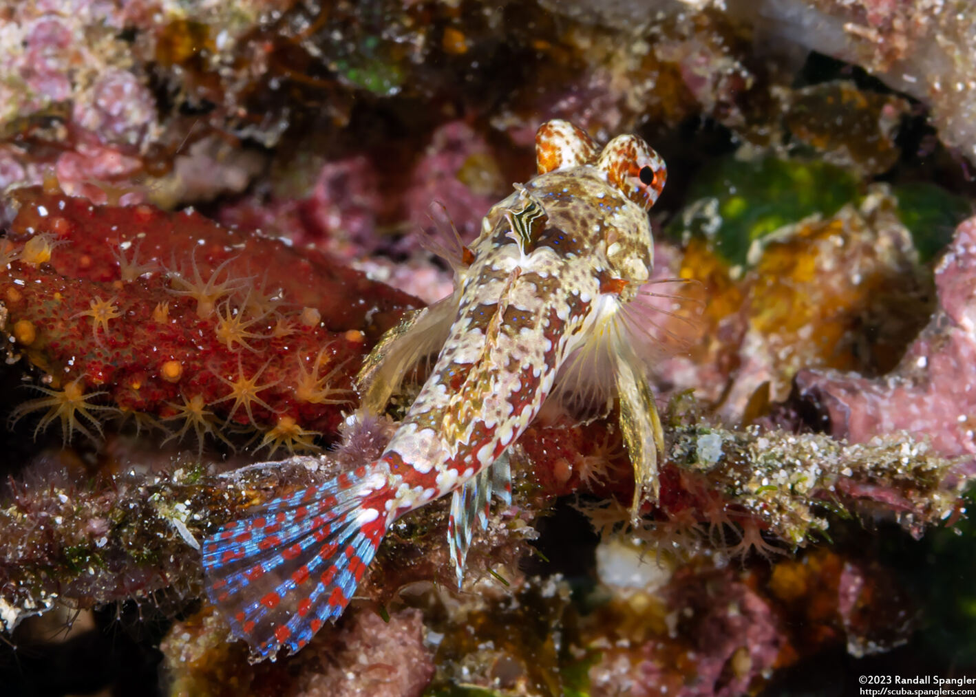 Synchiropus moyeri (Moyer's Dragonet)