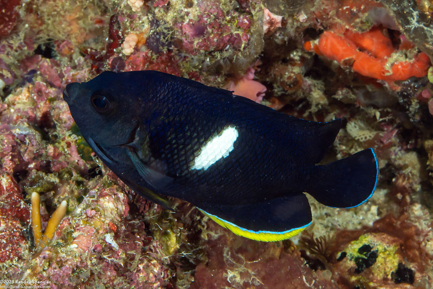 Centropyge tibicen (Keyhole Angelfish)