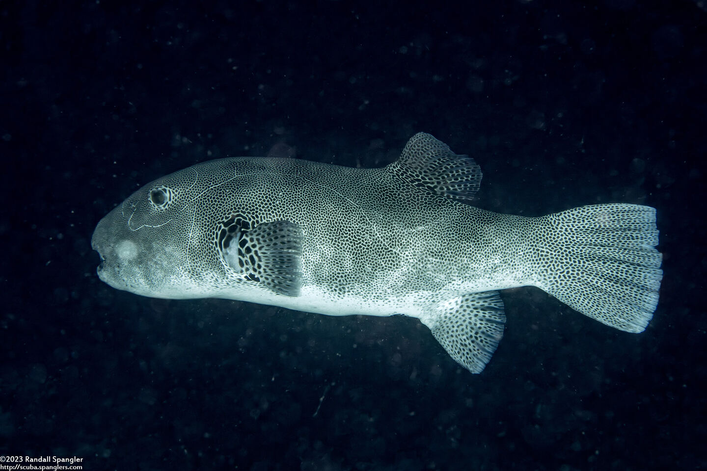 Arothron stellatus (Star Puffer)