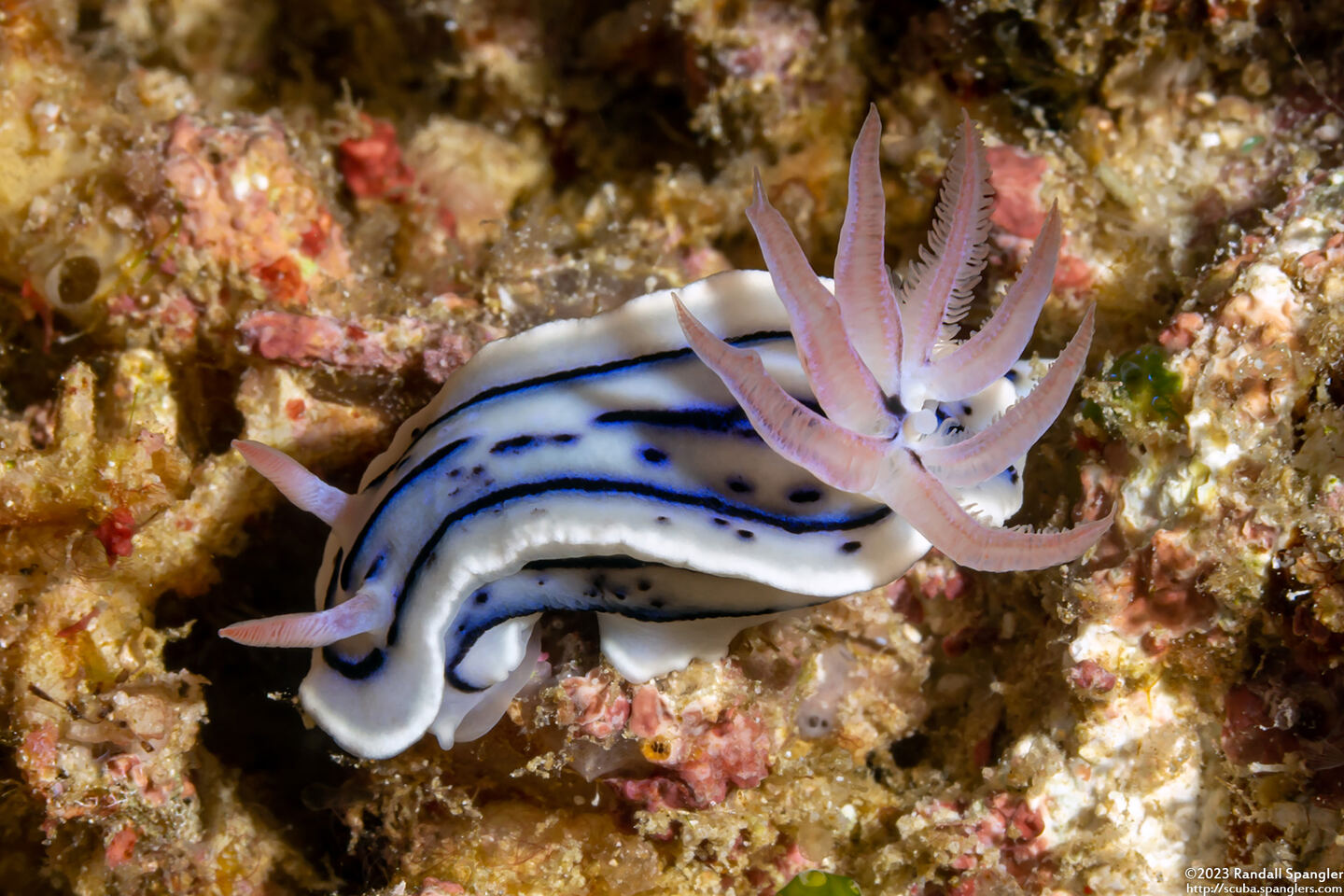 Chromodoris lochi (Loch's Chromodoris)