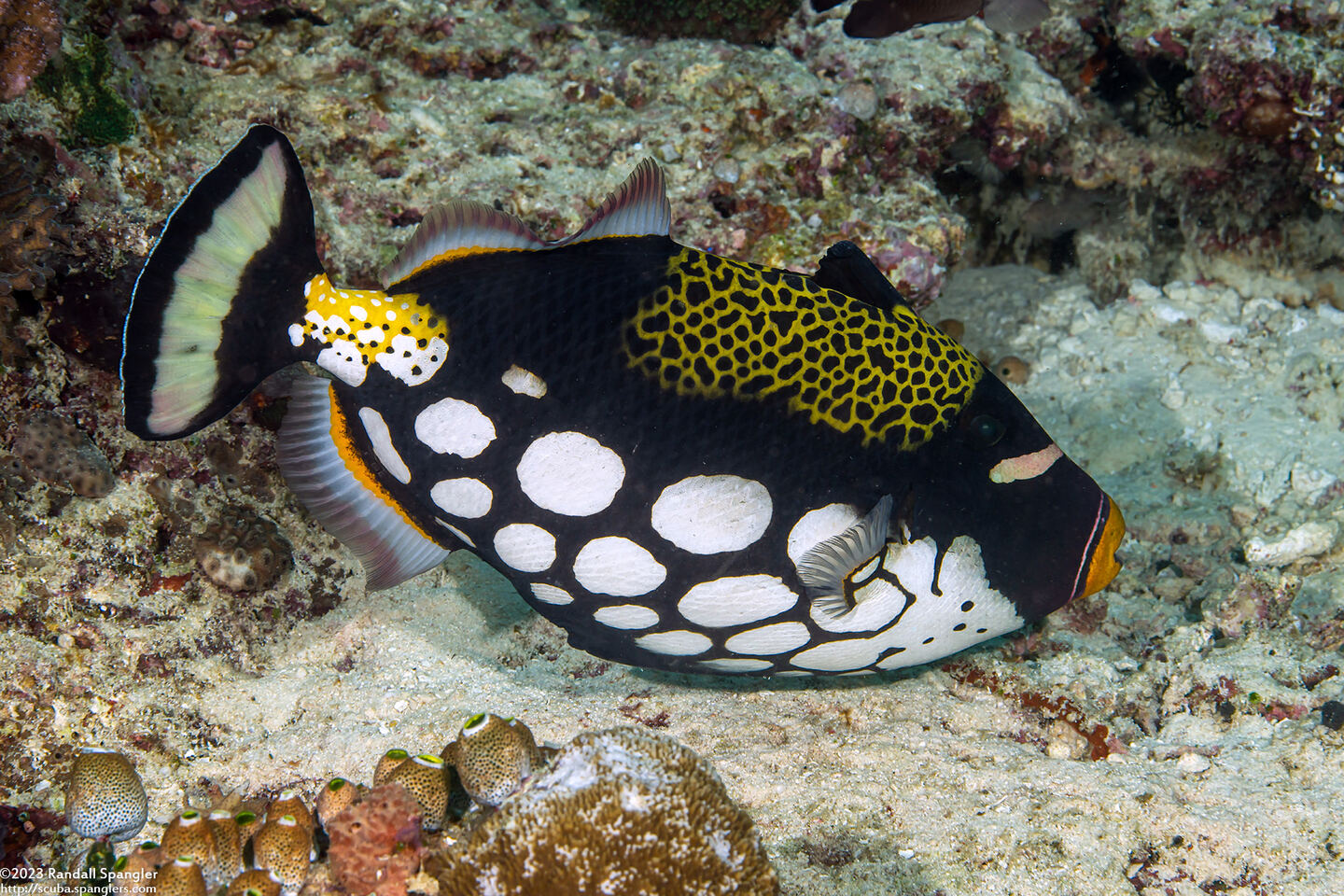 Balistoides conspicillum (Clown Triggerfish)