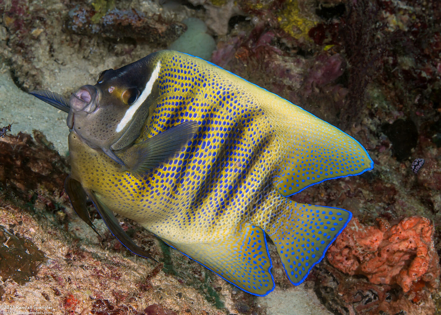 Pomacanthus sexstriatus (Six-Banded Angelfish)
