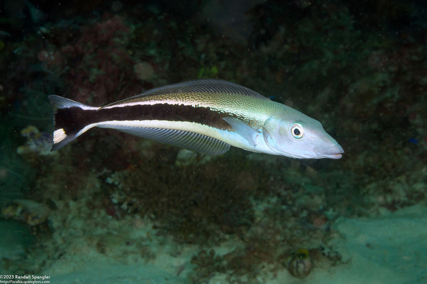 Malacanthus latovittatus (Blue Blanquillo)