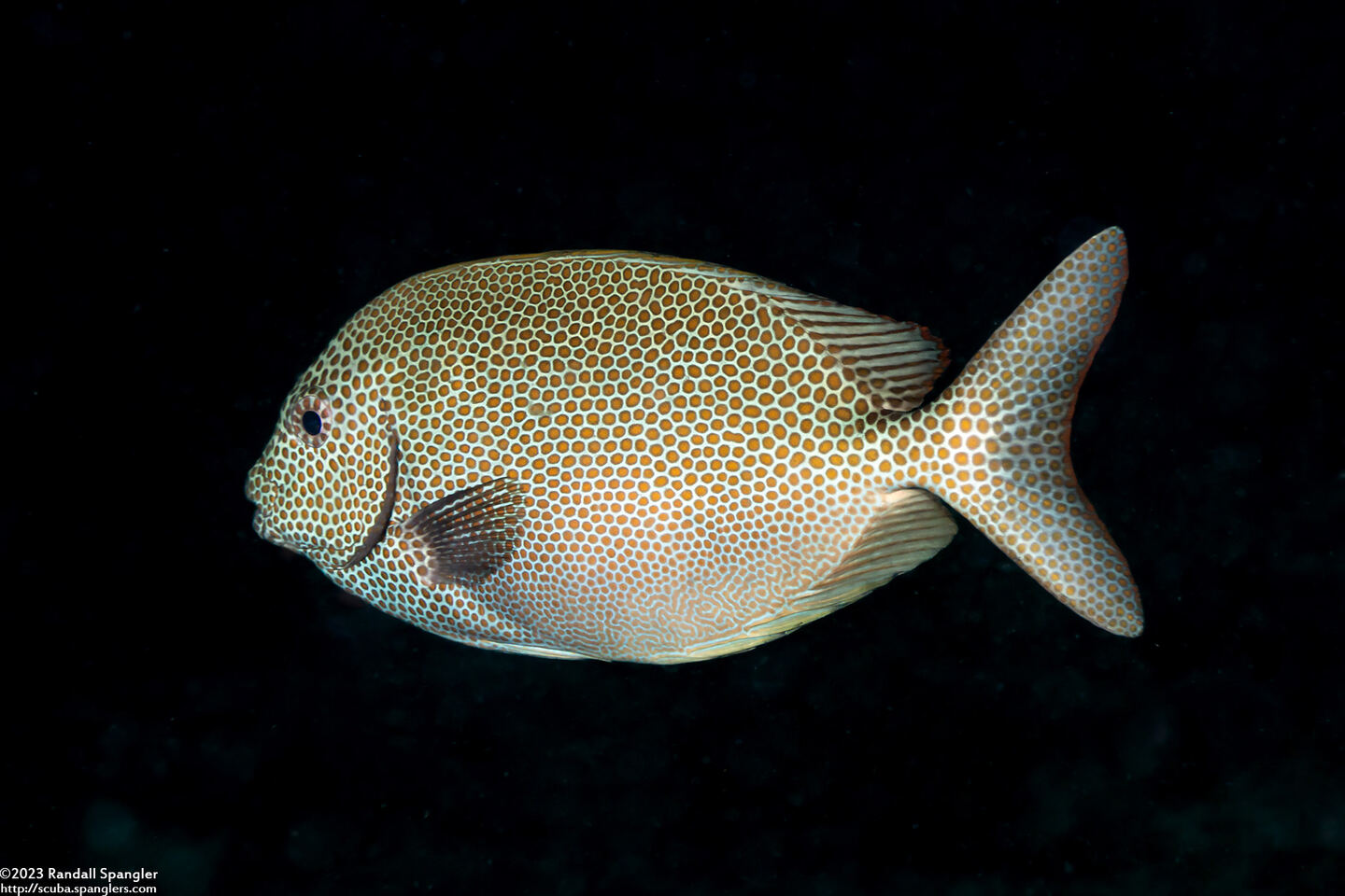 Siganus punctatus (Gold-Spotted Rabbitfish)