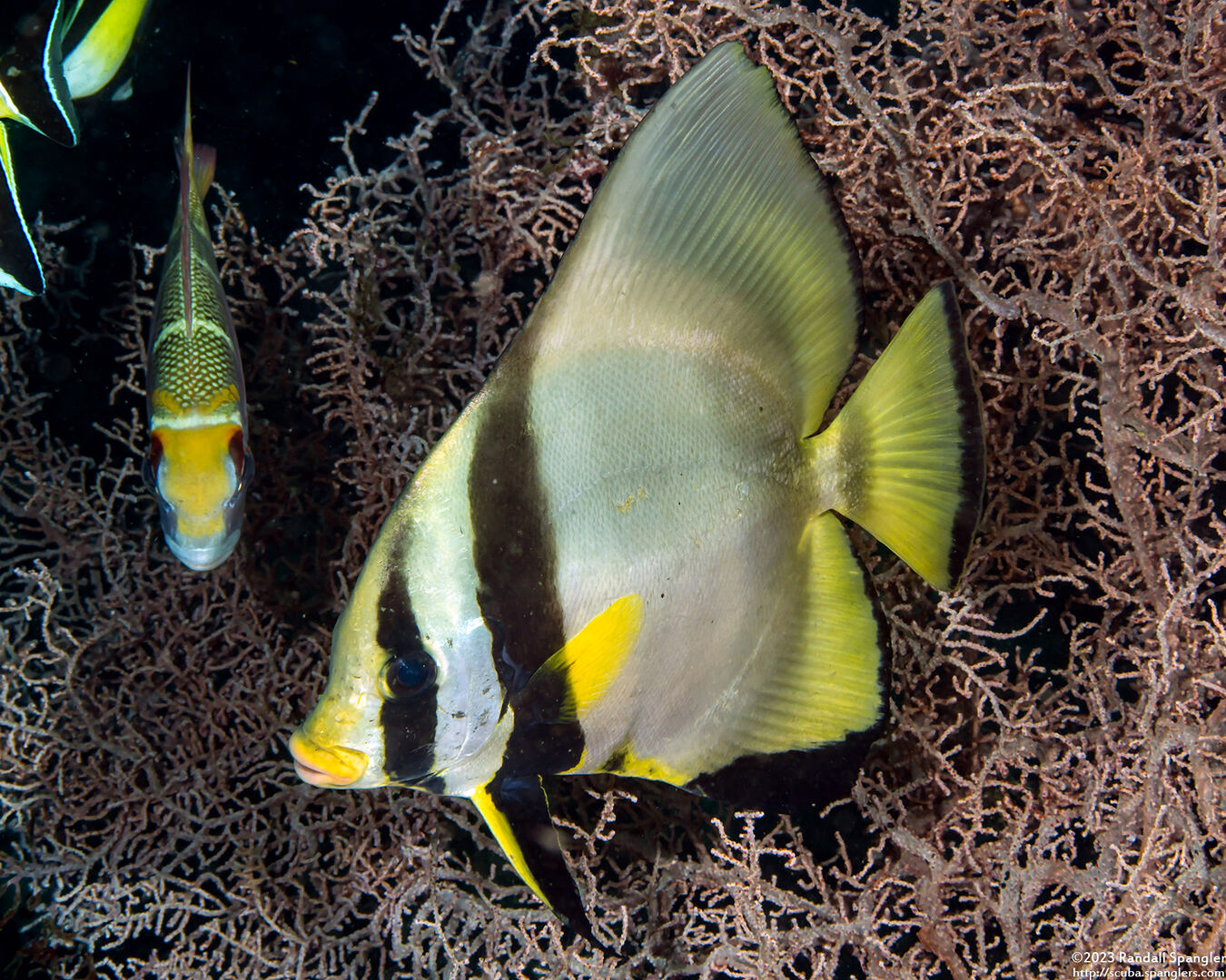 Platax pinnatus (Pinnate Spadefish)