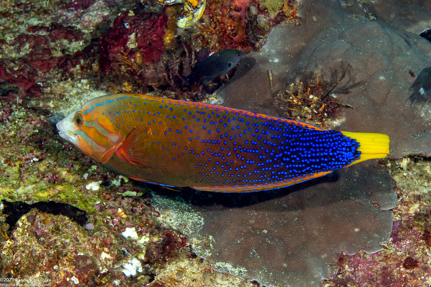 Coris gaimard (Yellowtail Coris)