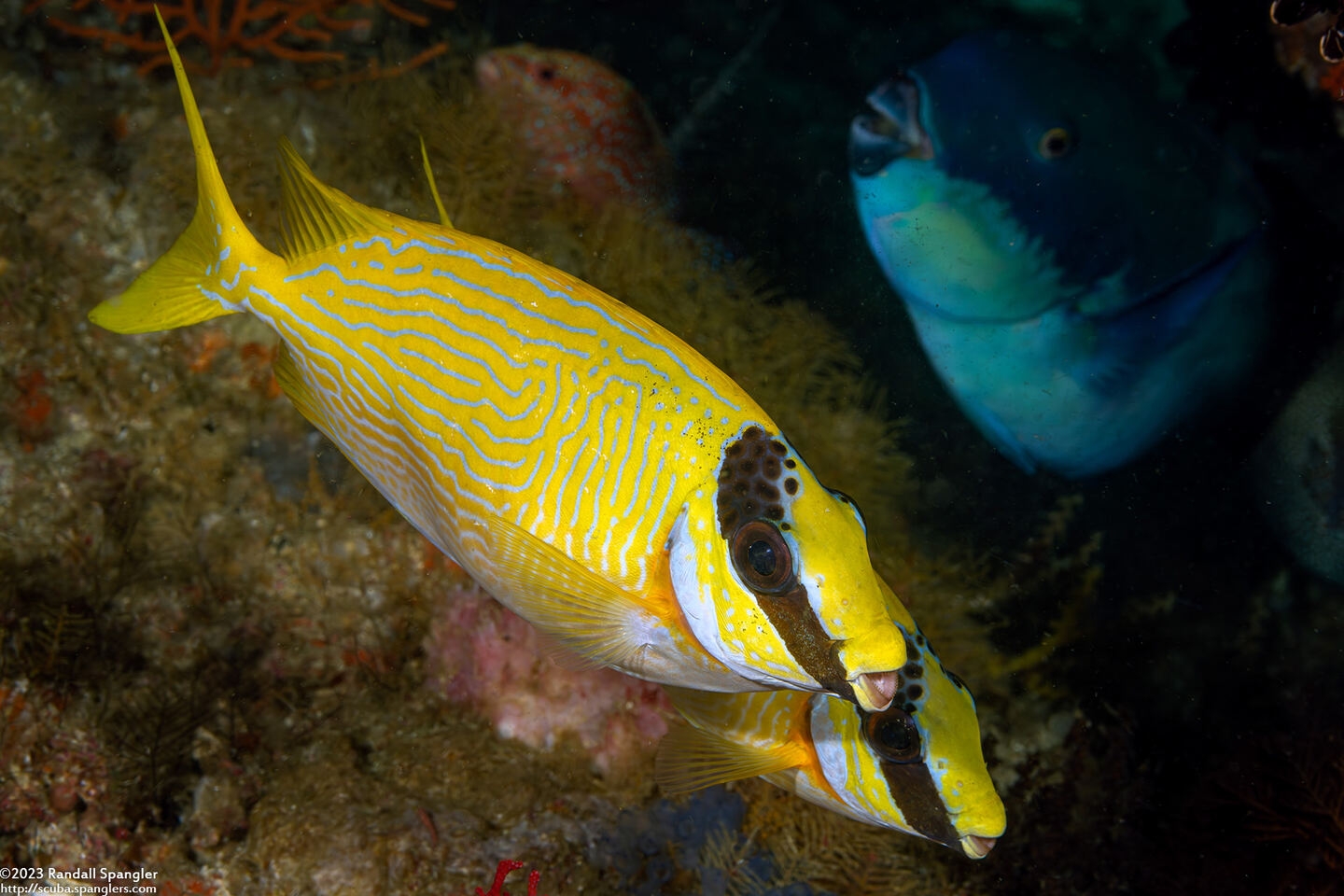 Siganus puellus (Masked Rabbitfish)