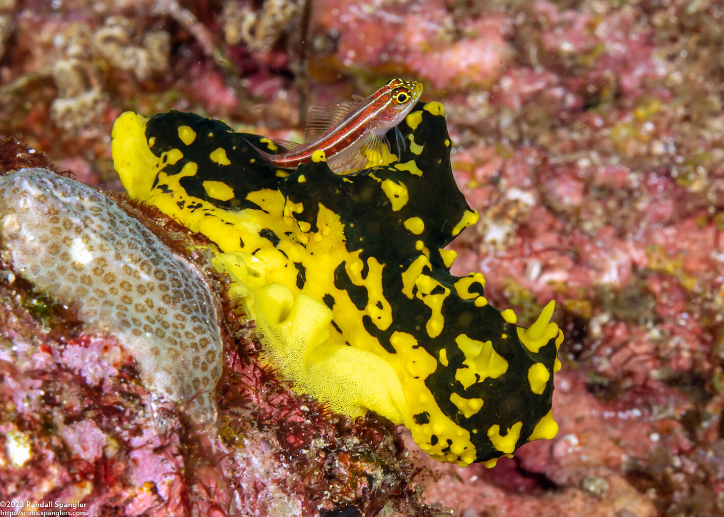 Notodoris gardineri (Gardiner's Banana Nudibranch)