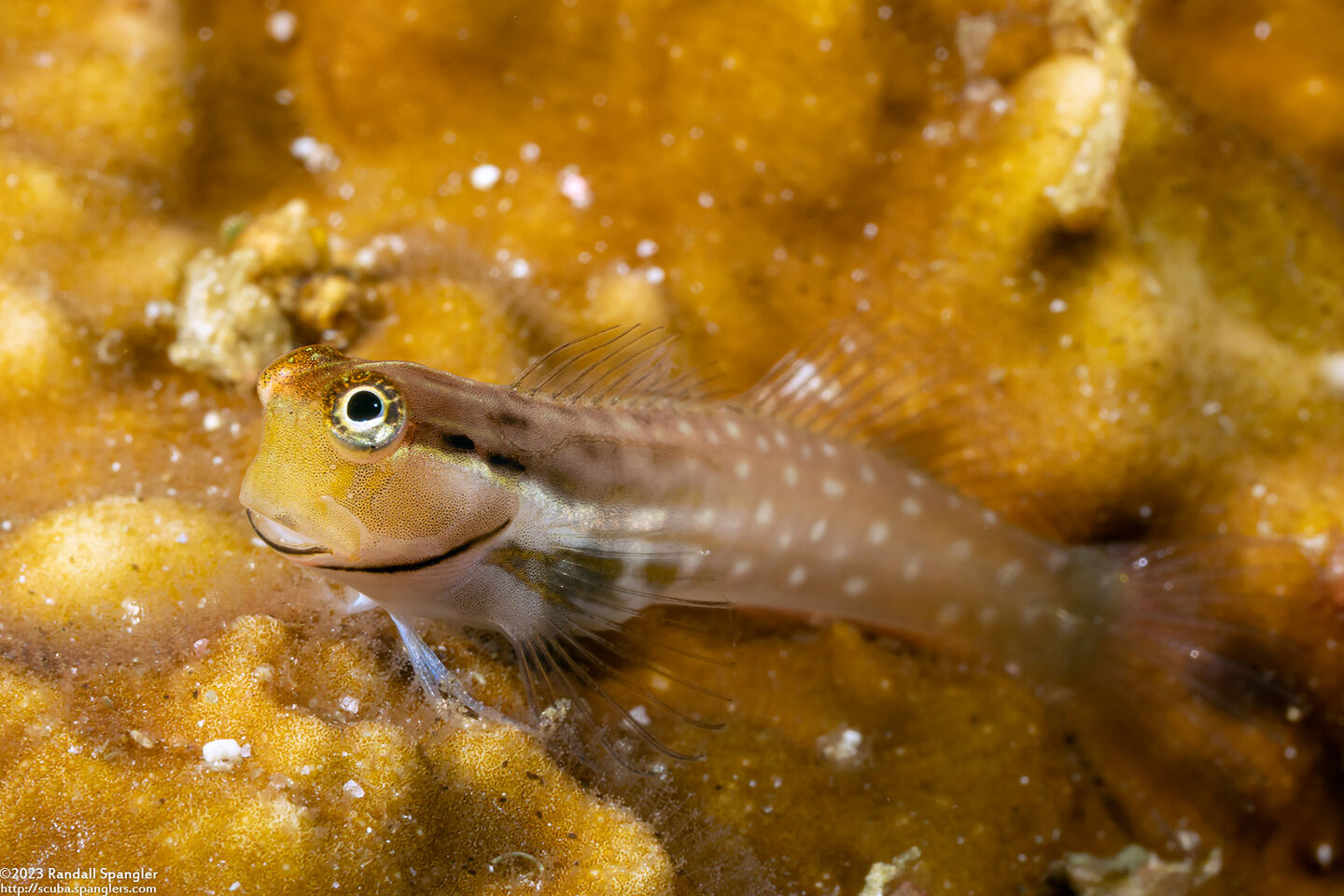 Ecsenius yaeyamaensis (Yaeyama Coralblenny)