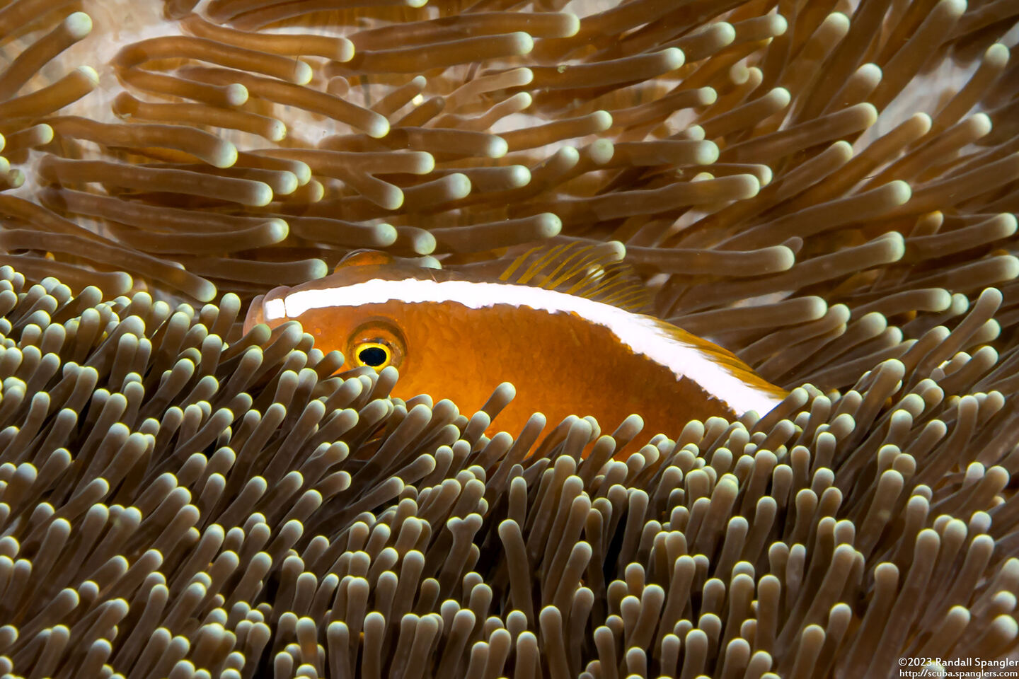 Amphiprion sandaracinos (Orange Anemonefish)