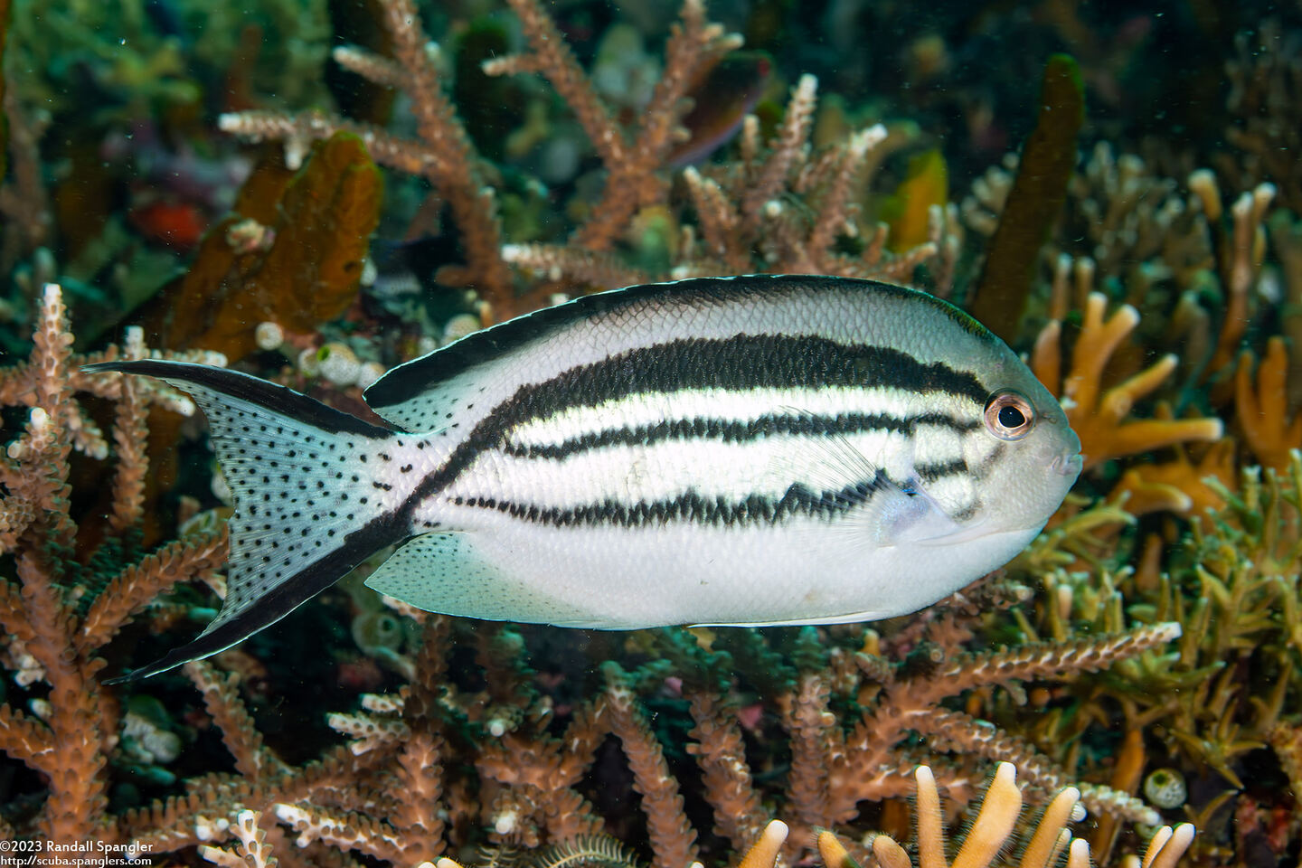 Genicanthus lamarck (Blackstriped Angelfish)