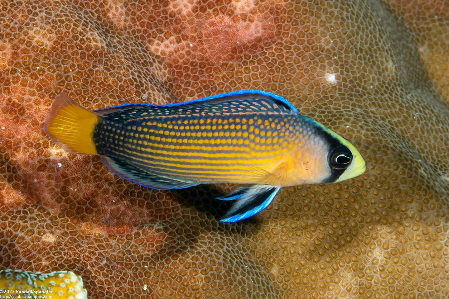 Manonichthys splendens (Splendid Dottyback)