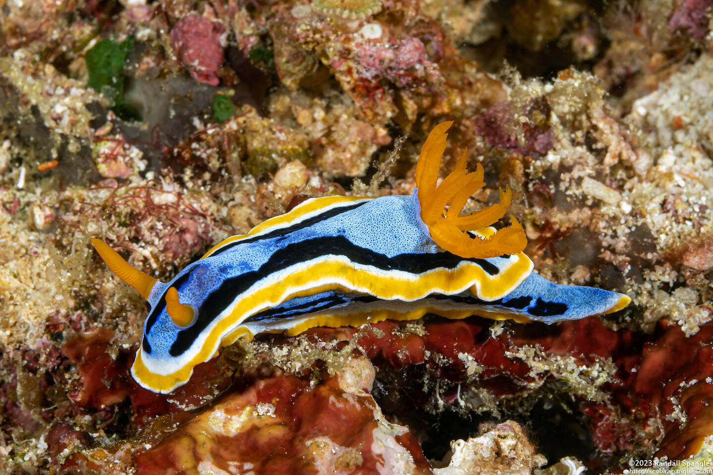 Chromodoris annae (Anna's Chromodoris)