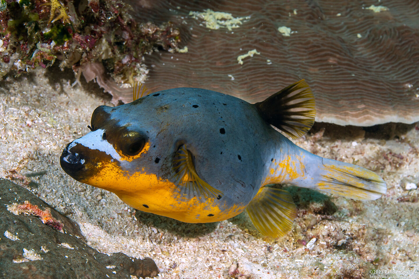 Arothron nigropunctatus (Blackspotted Puffer)