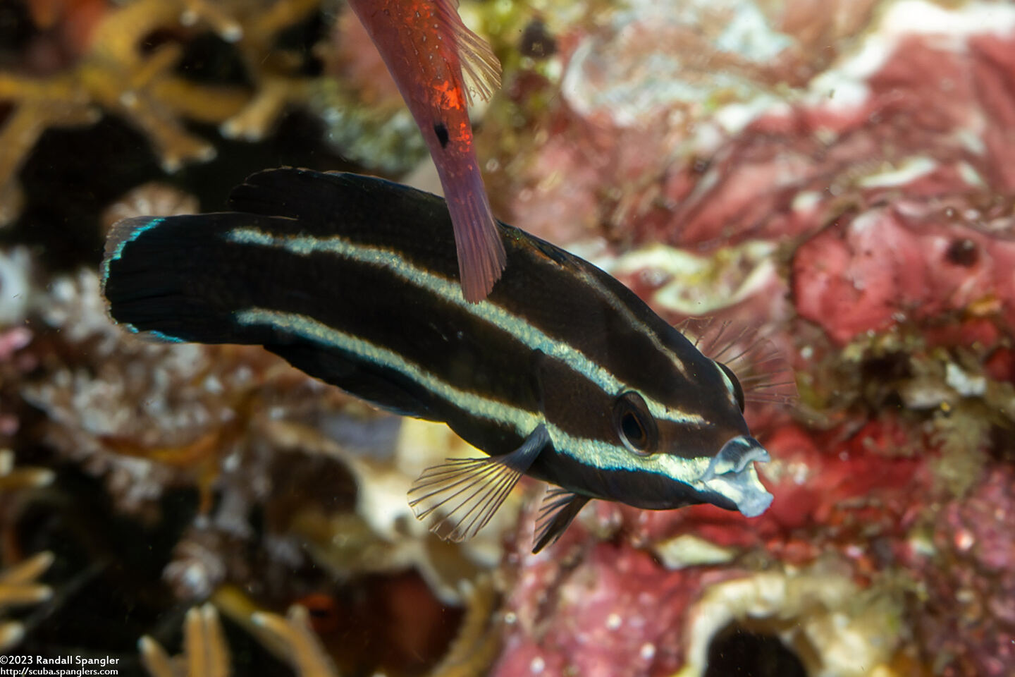 Labropsis manabei (Northern Tubelip)