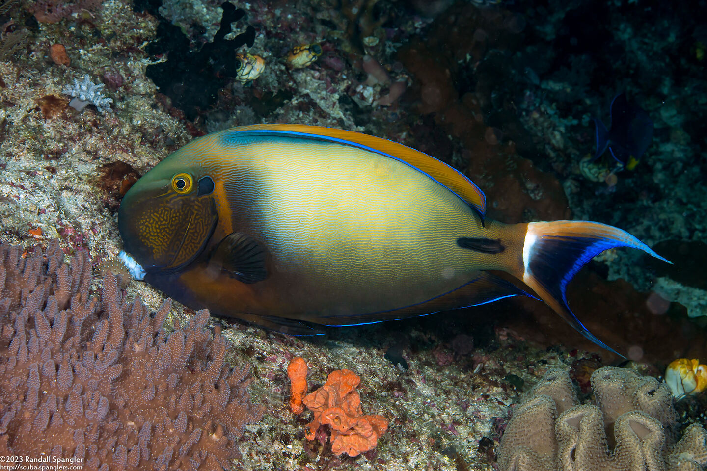 Acanthurus bariene (Roundspot Surgeonfish)