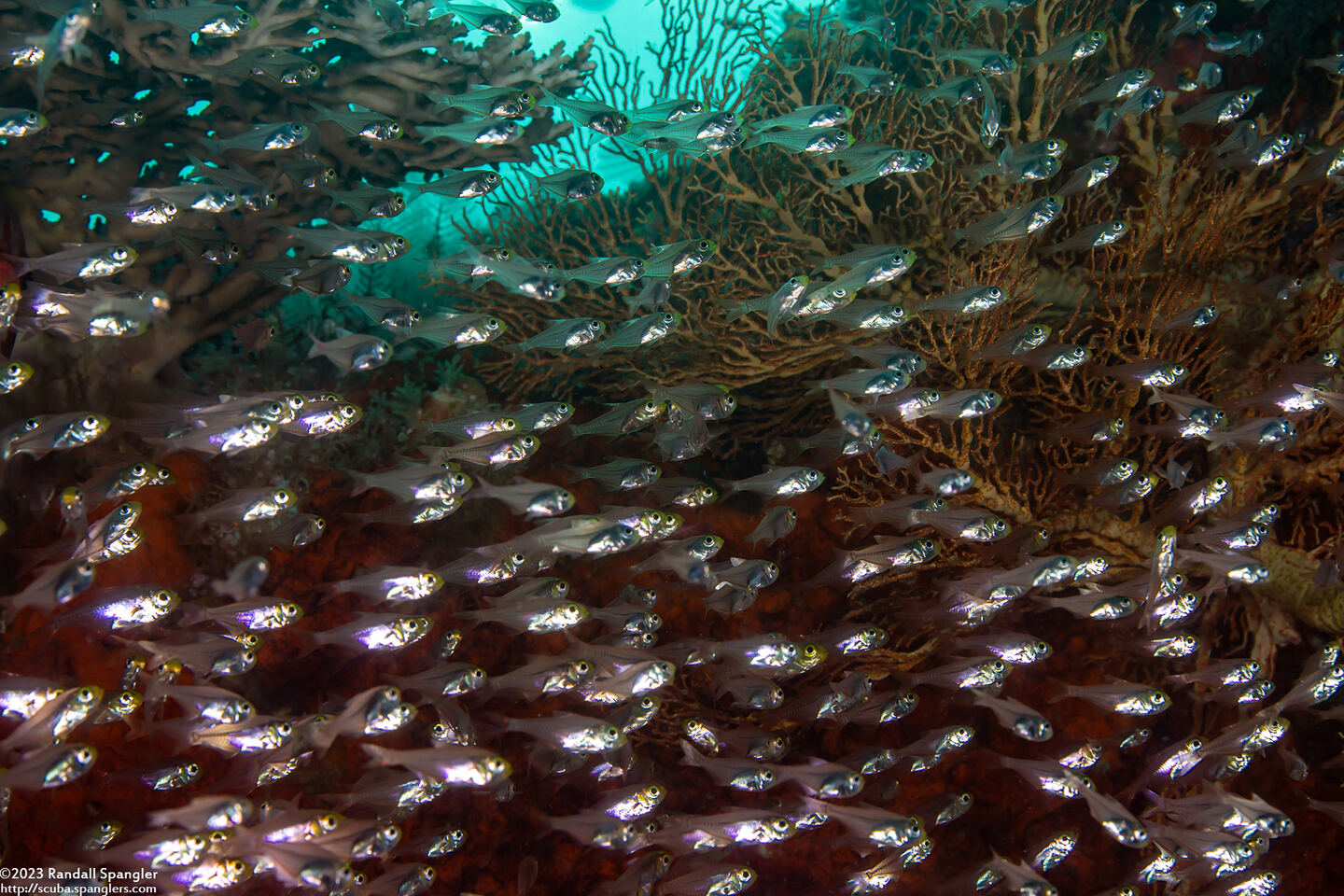 Parapriacanthus ransonneti (Golden Sweeper)