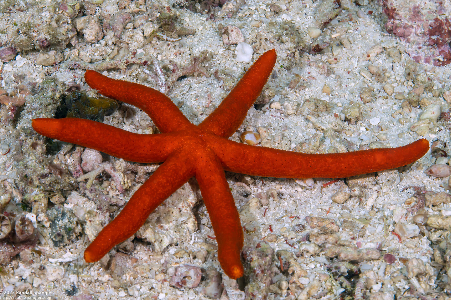 Echinaster luzonicus (Luzon Sea Star)