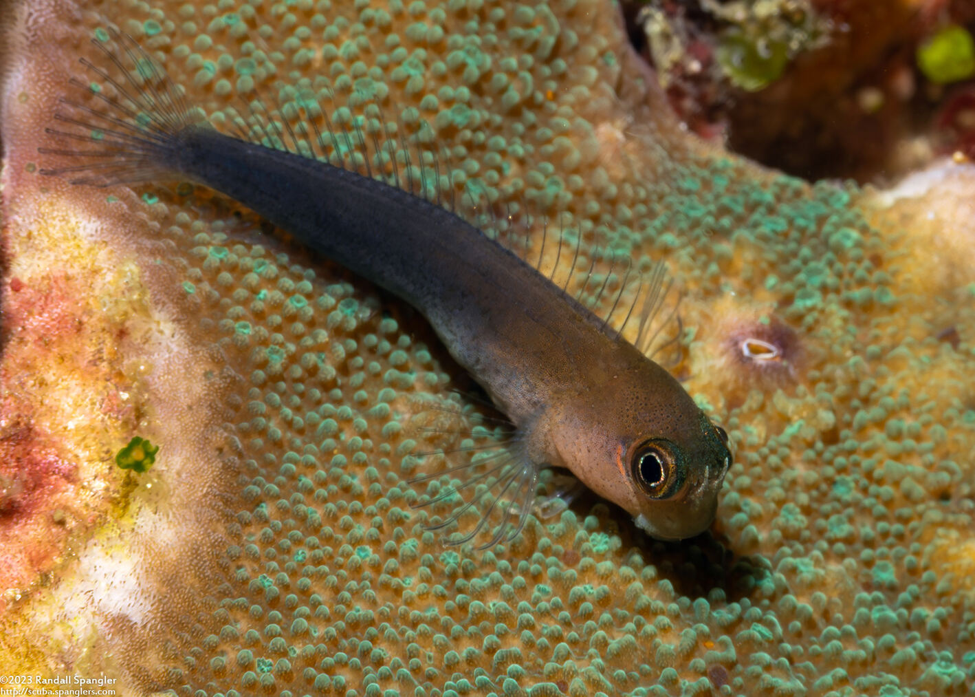 Ecsenius bicolor (Bicolor Coralblenny)