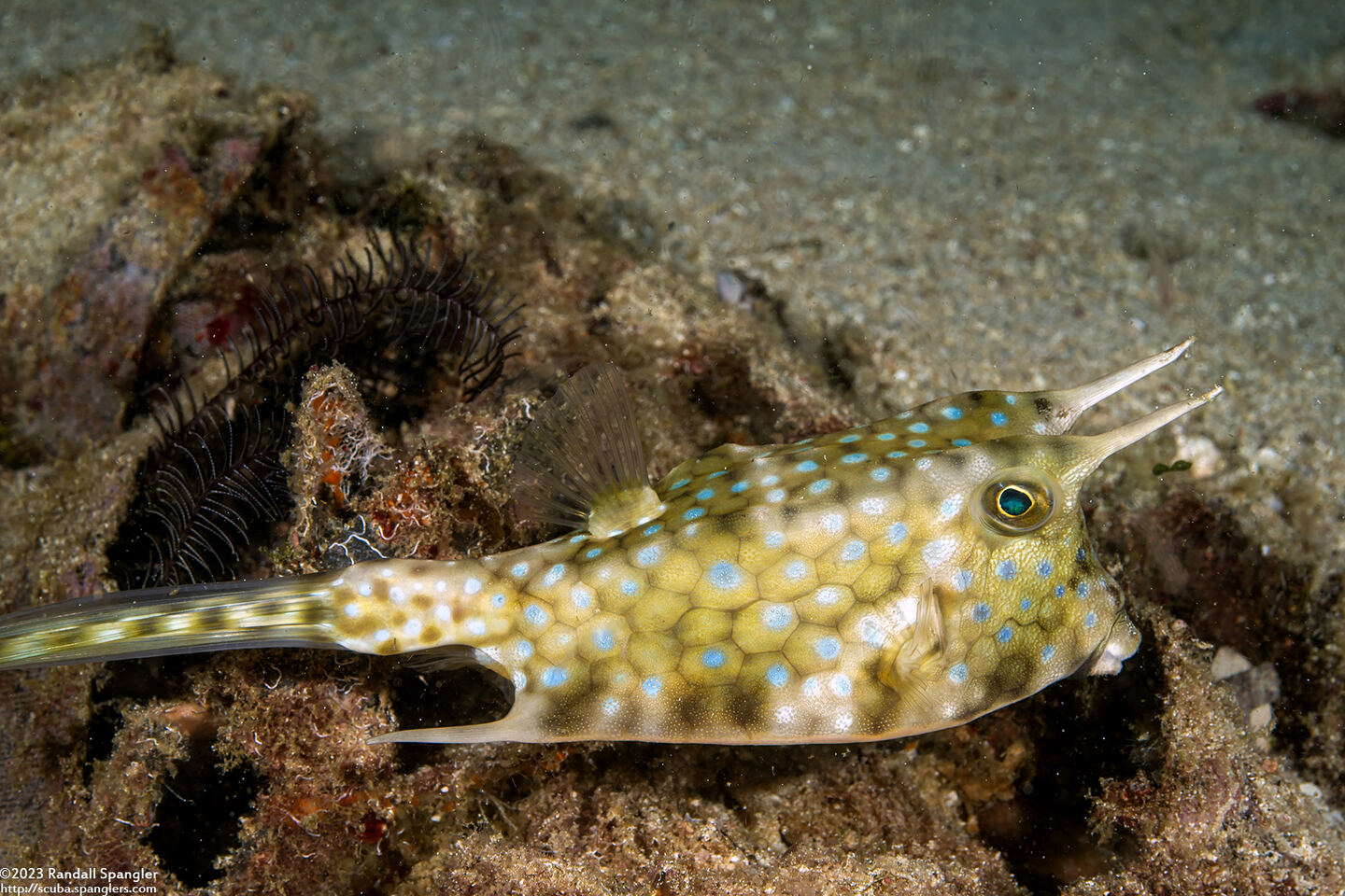 Lactoria cornuta (Longhorn Cowfish)