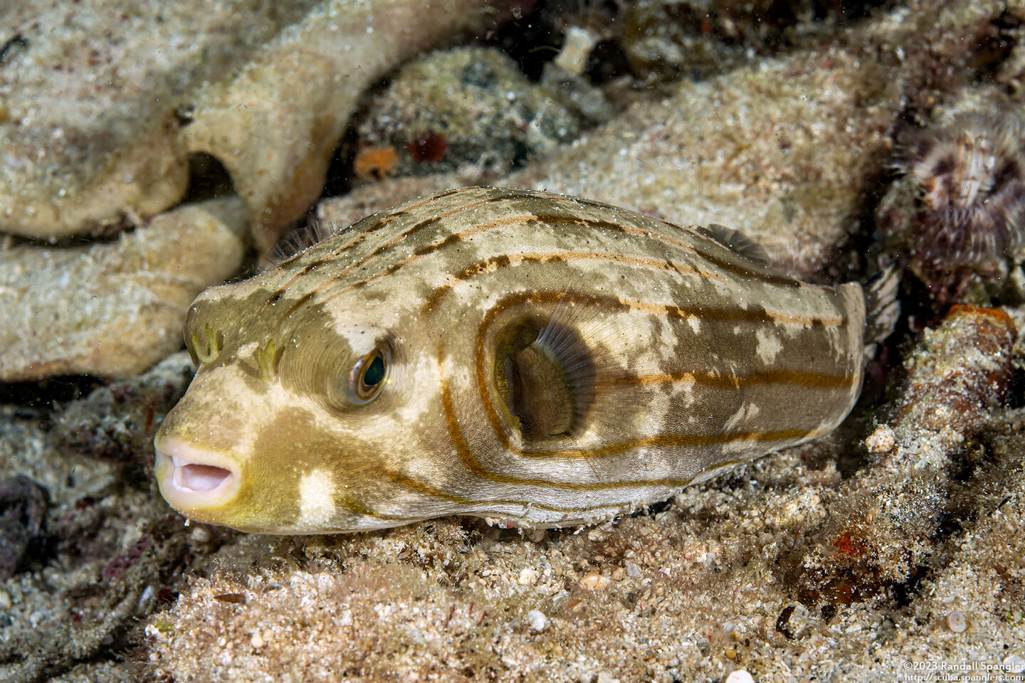 Arothron manilensis (Striped Puffer)
