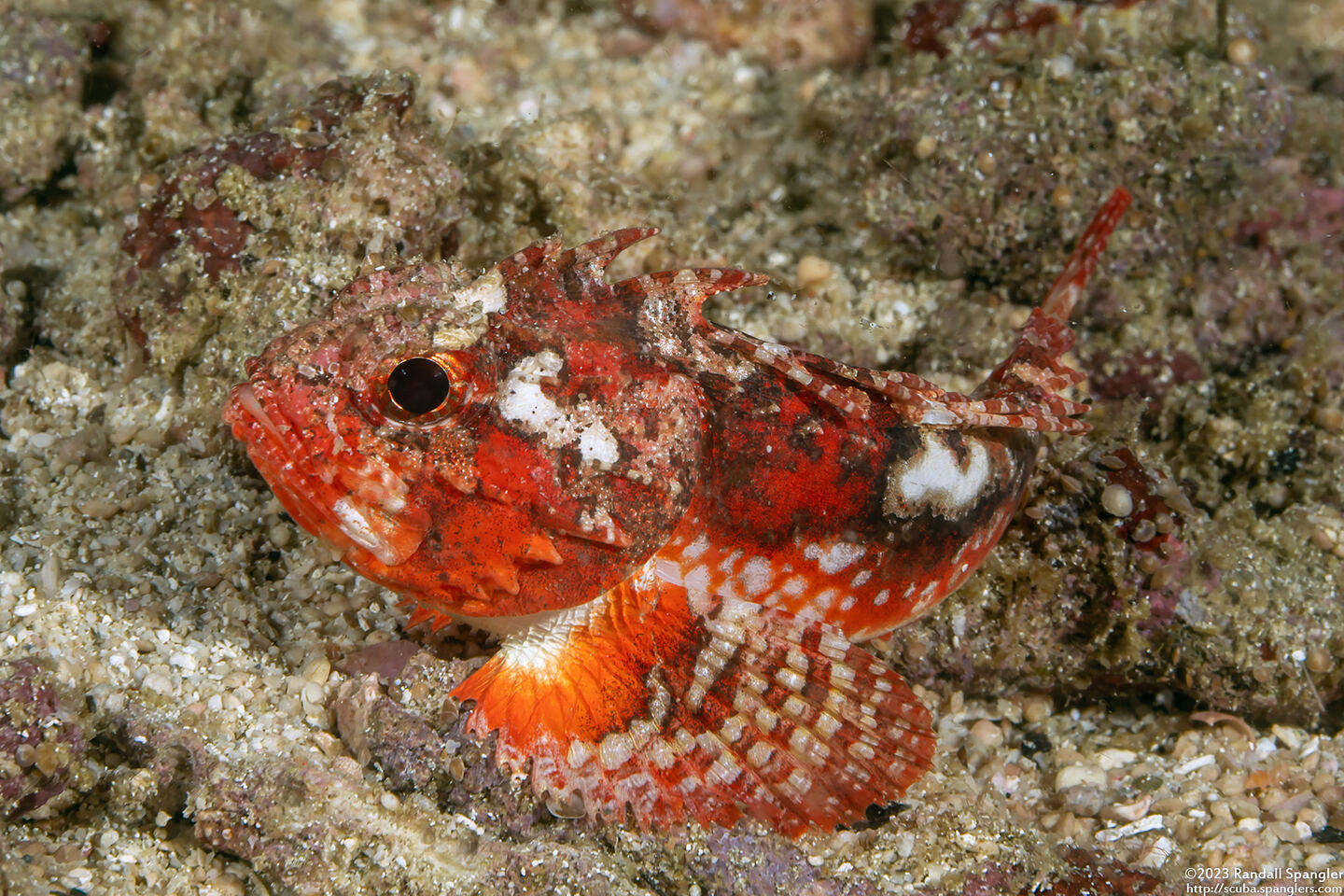 Richardsonichthys leucogaster (Whiteface Waspfish)