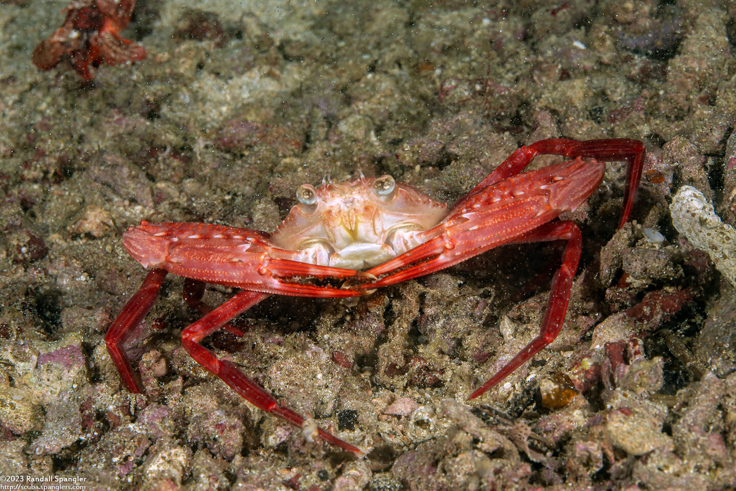 Lupocyclus rotundatus (Rounded Swimming Crab)