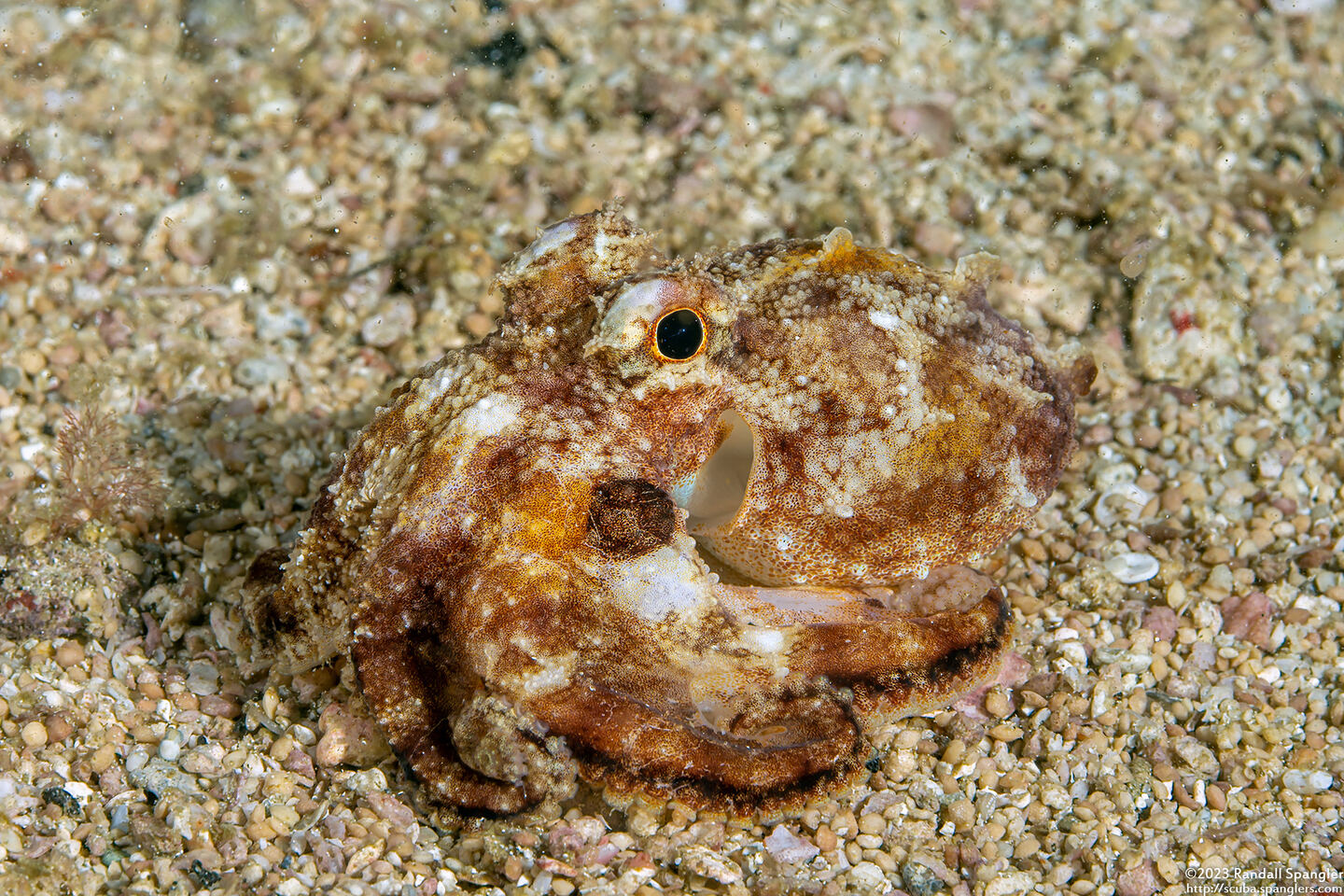 Amphioctopus marginatus (Coconut Octopus)