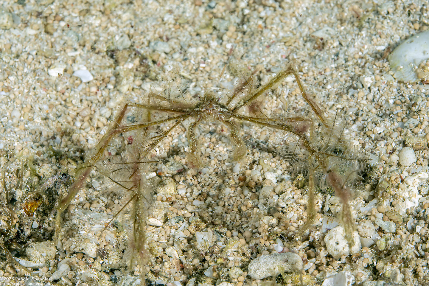 Achaeus sp.1 (Achaeus sp.1)
