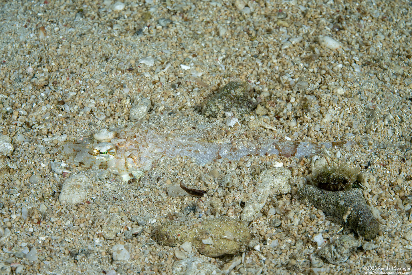 Thysanophyrs celebica (Celebes Flathead)