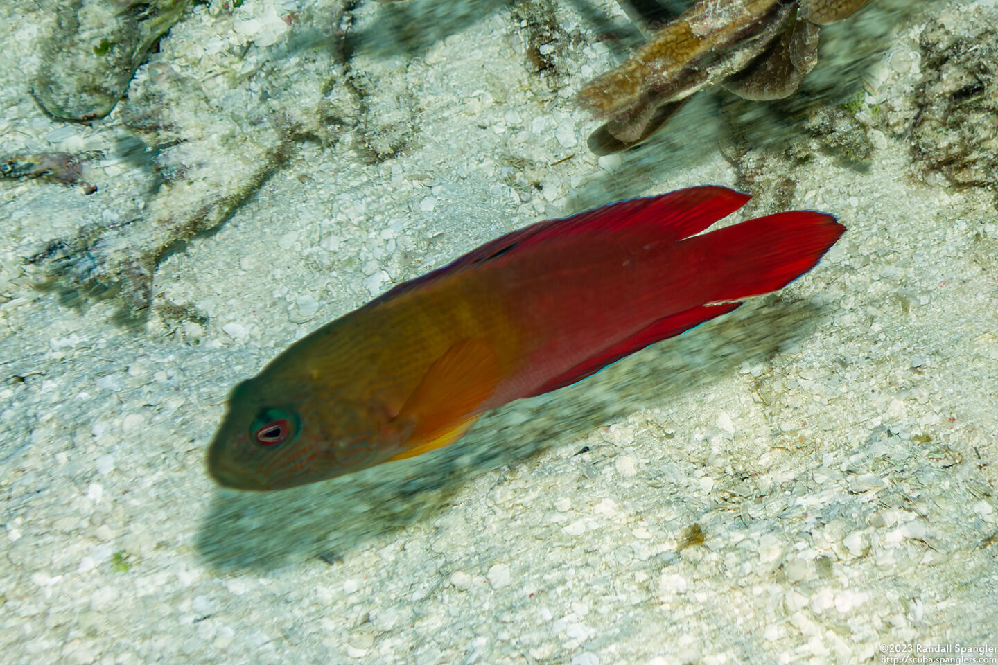 Labracinus cyclophthalmus (Firetail Dottyback)