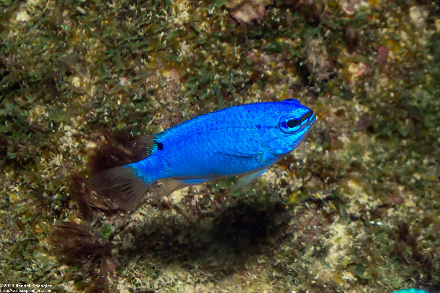 Chrysiptera cyanea (Sapphire Damsel)
