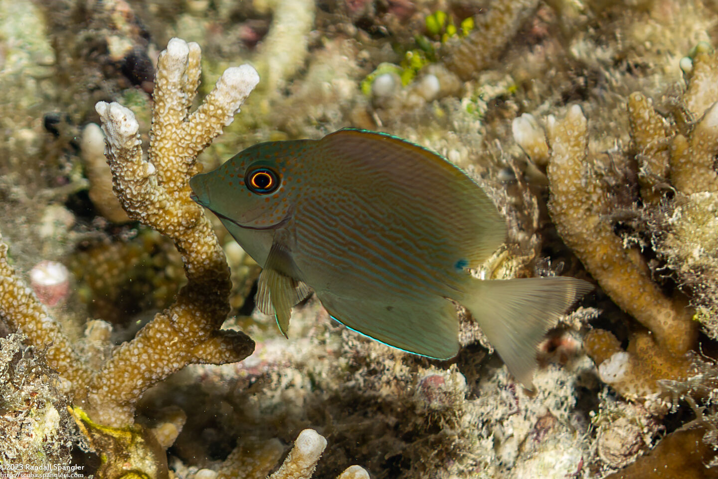 Ctenochaetus striatus (Lined Bristletooth)
