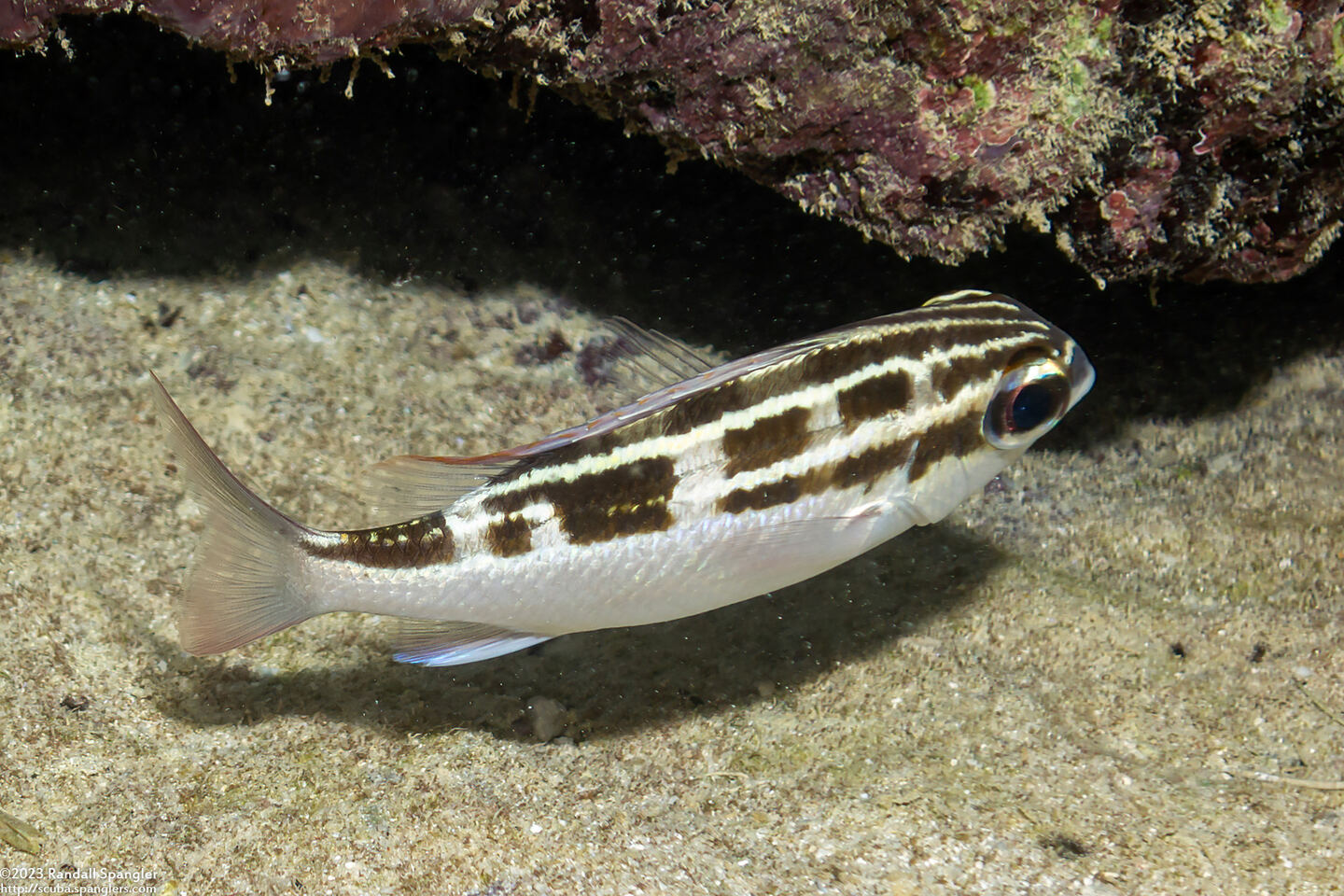 Scolopsis lineata (Striped Monocle Bream)