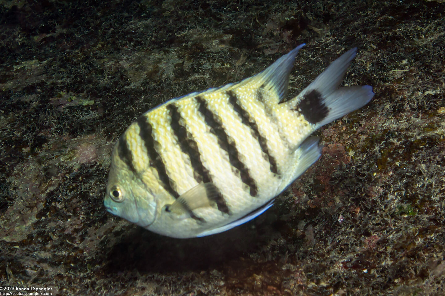 Abudefduf lorenz (Black-Tail Sergeant)