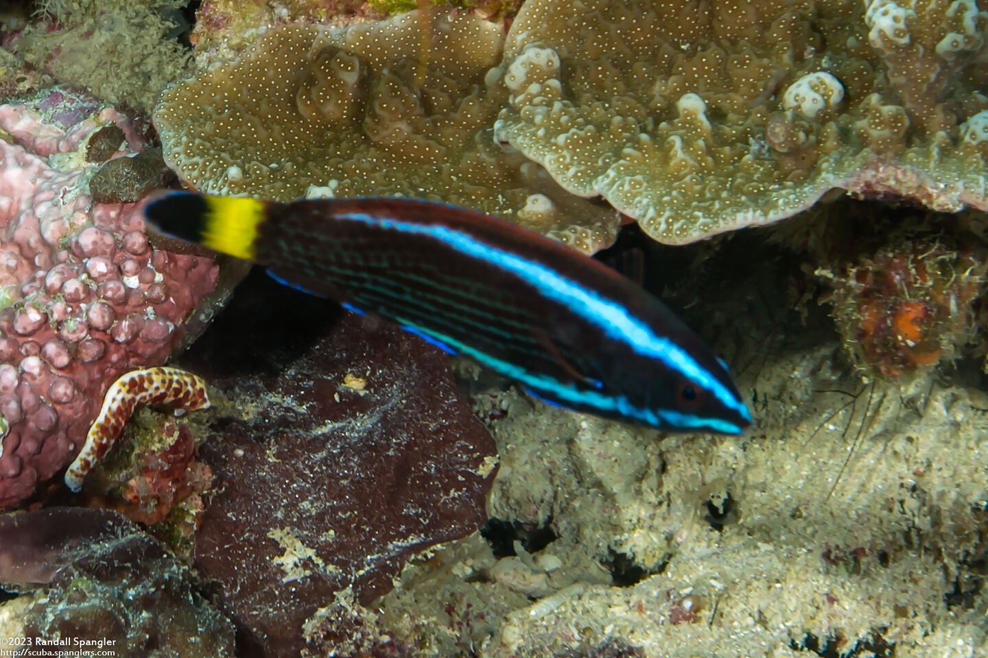 Pseudodax moluccanus (Chiseltooth Wrasse); Juvenile imitating cleaner wrasse