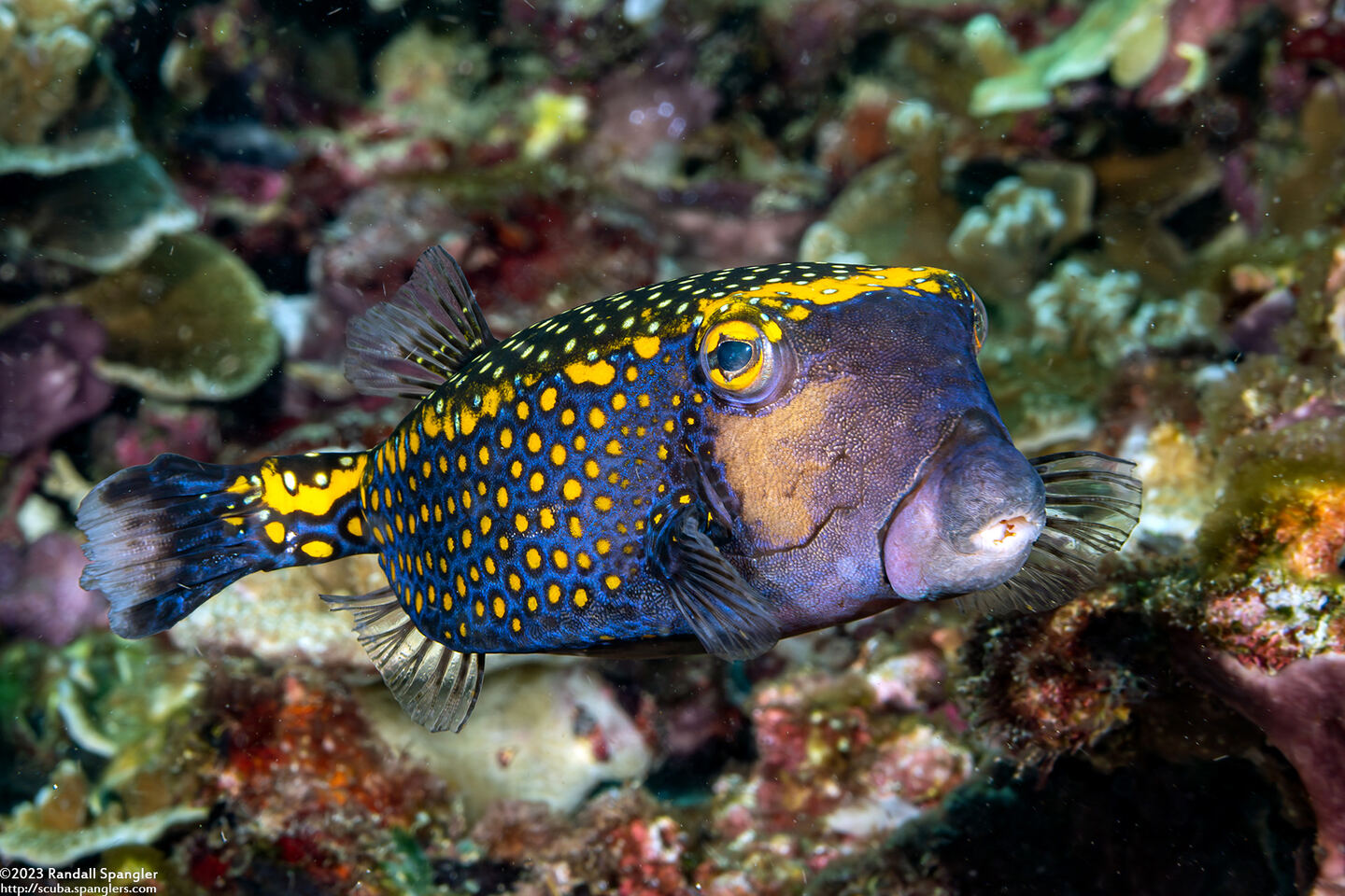 Ostracion meleagris (Spotted Boxfish)