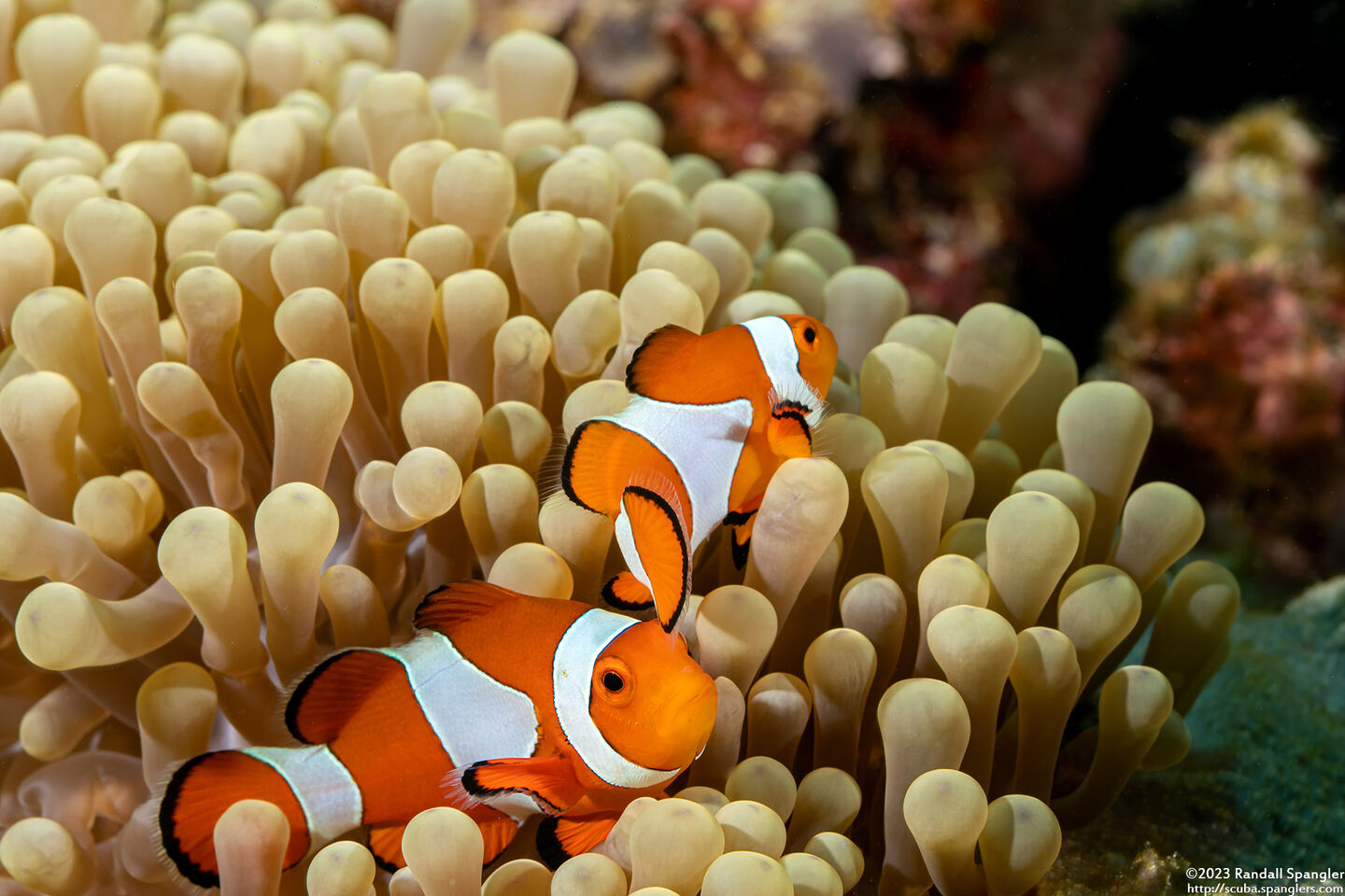 Amphiprion percula (Clown Anemonefish)