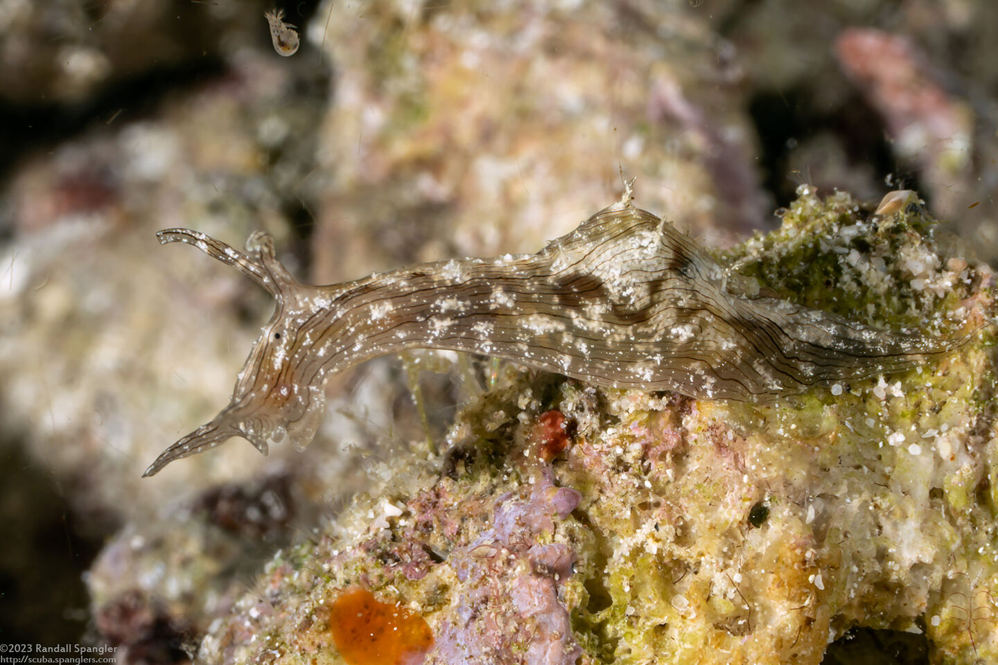 Stylocheilus striatus (Lined Sea Hare)