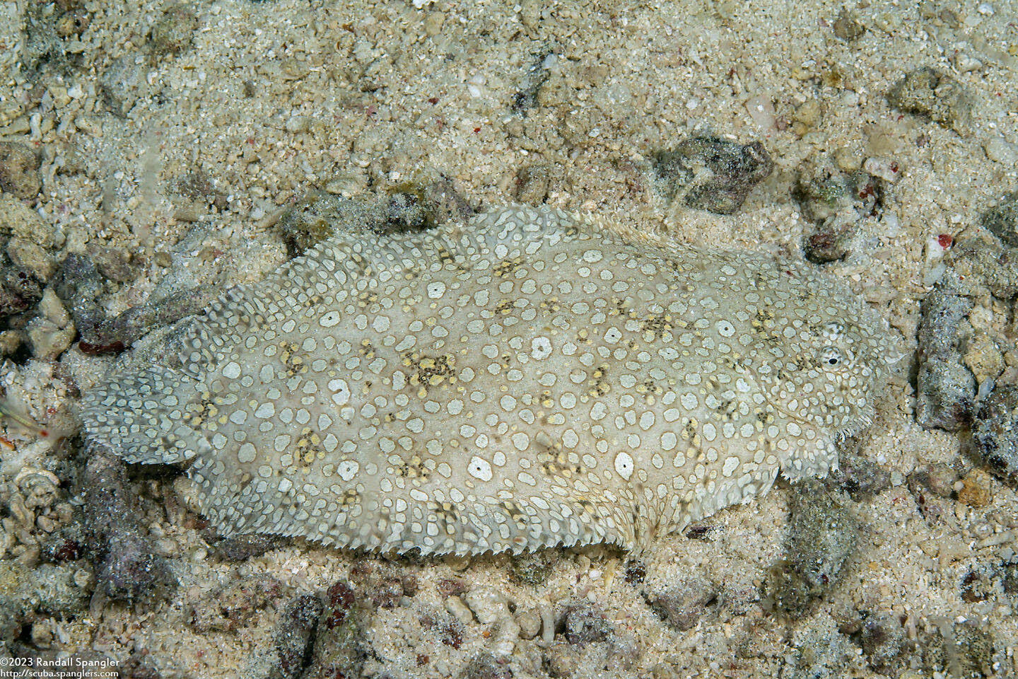 Pardachirus pavoninus (Peacock Sole)
