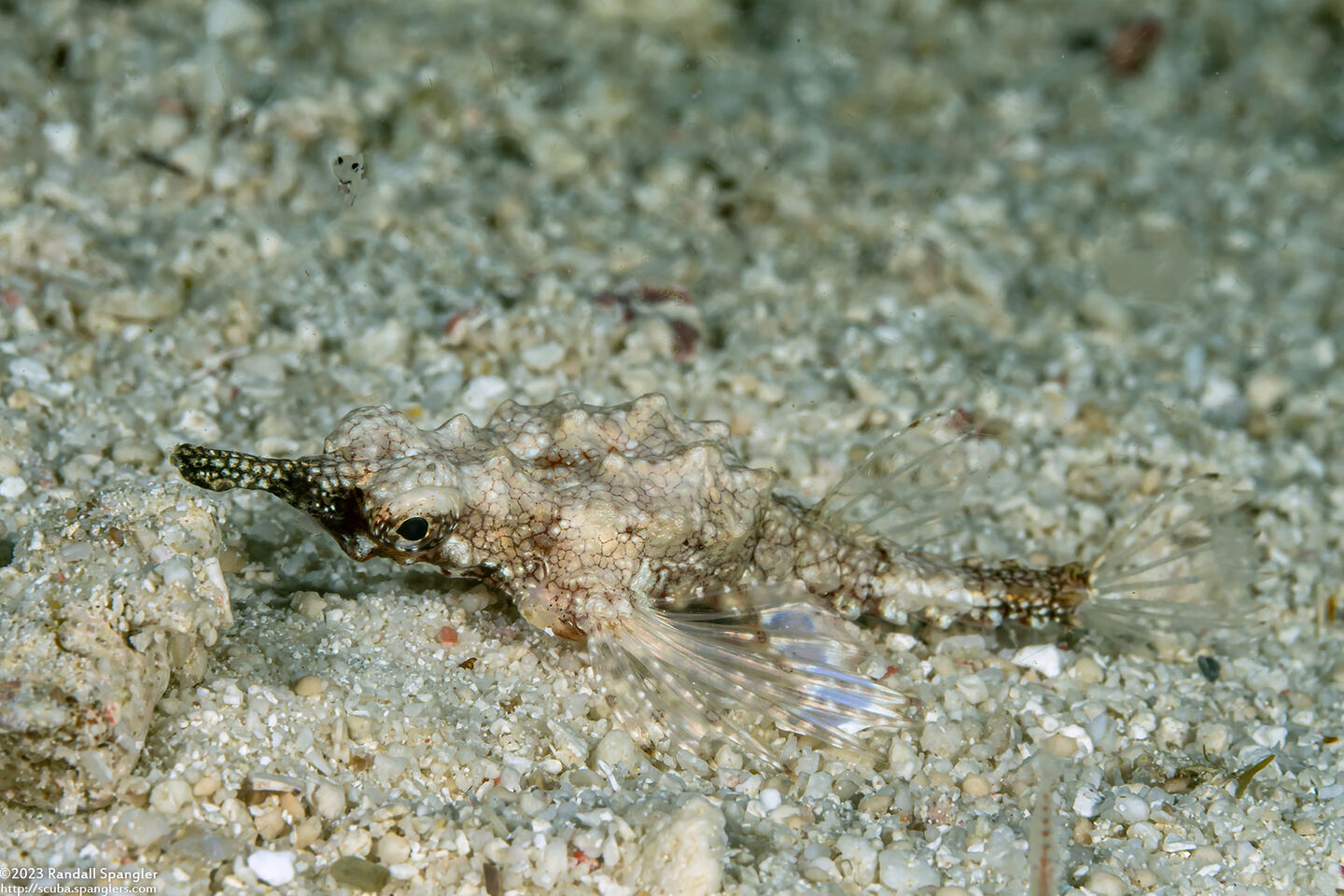 Eurypegasus draconis (Dragon Sea Moth)