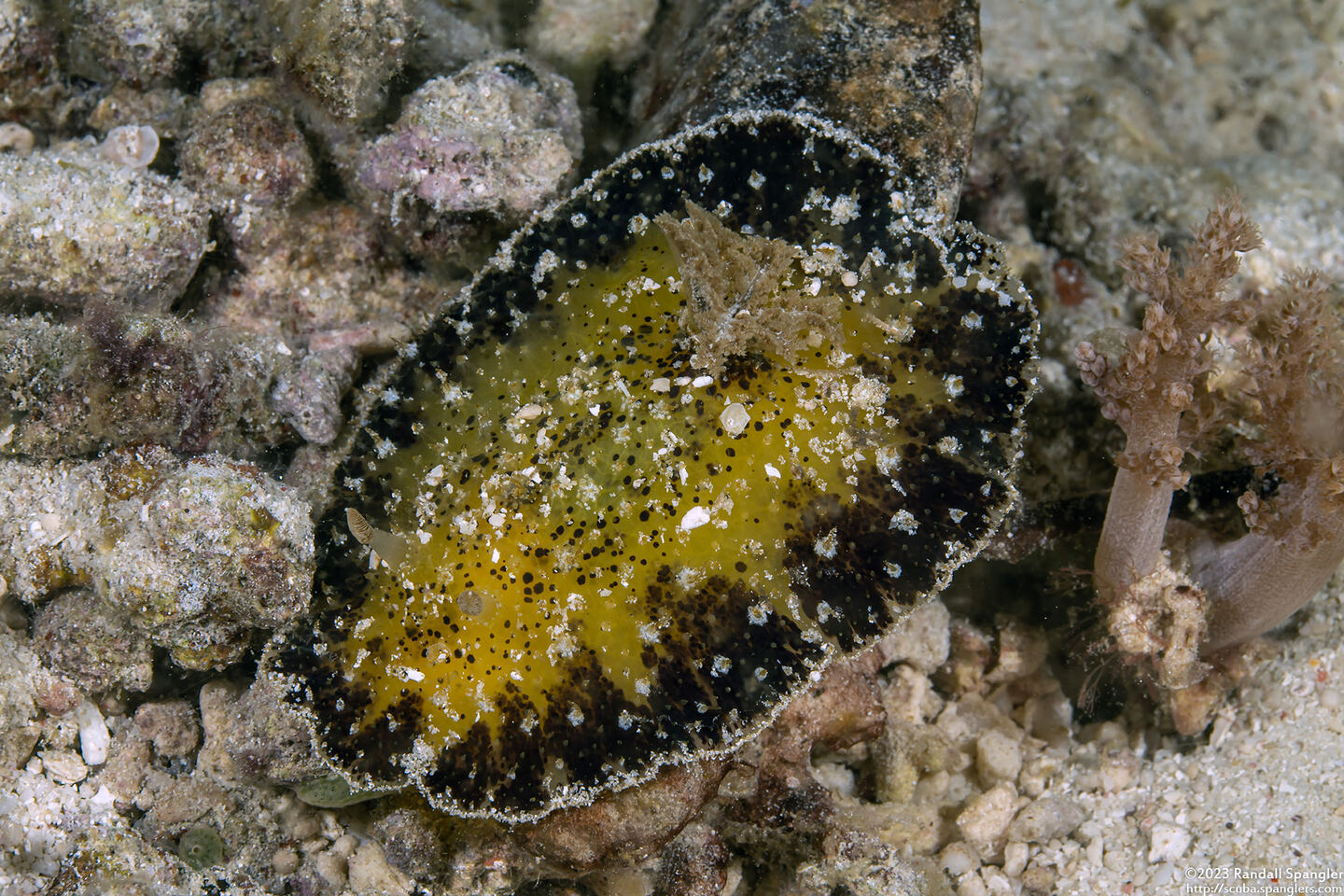 Thordisa villosa (Shaggy Thordisa)