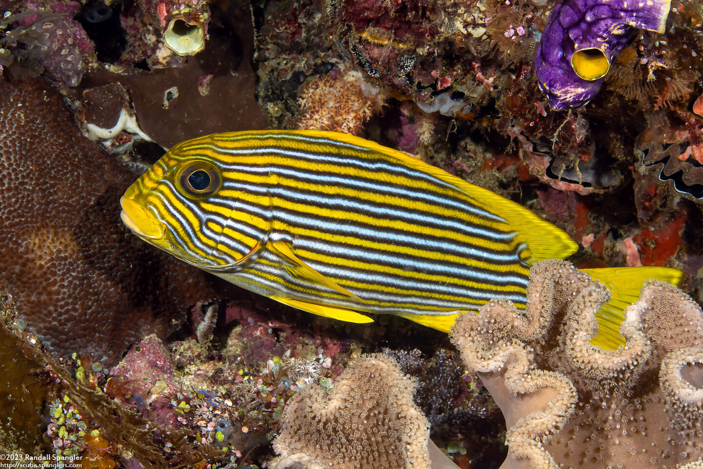 Plectorhinchus polytaenia (Ribbon Sweetlips)