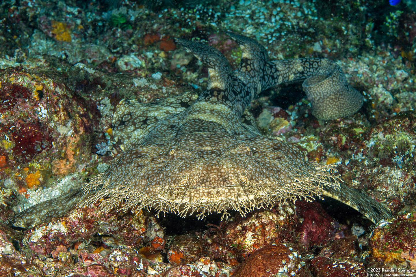 Eucrossorhinus dasypogon (Tasselled Wobbegong)