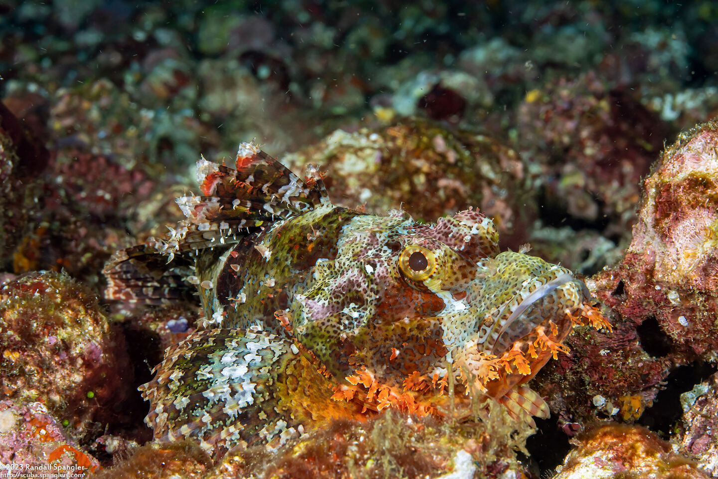 Scorpaenopsis oxycephala (Tasseled Scorpionfish)