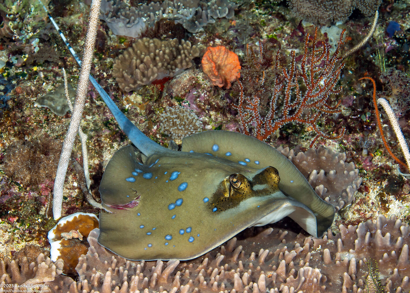 Neotrygon kuhlii (Blue-Spotted Stingray)