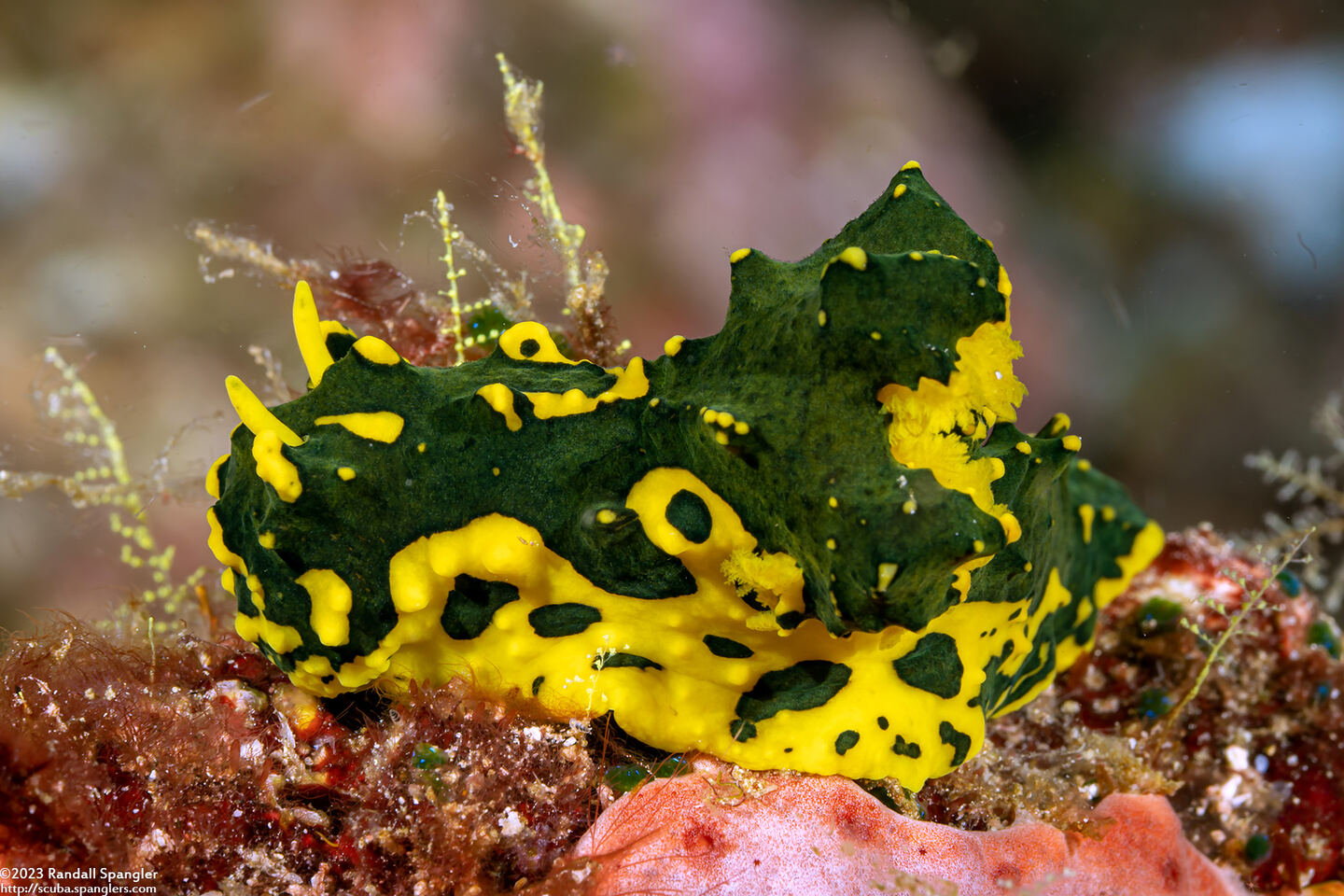 Notodoris gardineri (Gardiner's Banana Nudibranch)